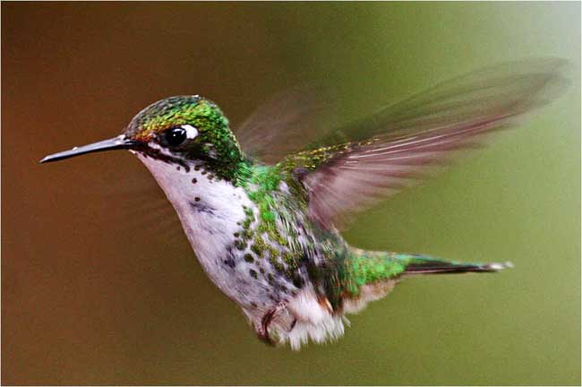 Green Hummingbird