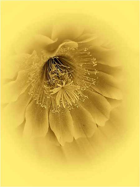 Macro shot of yellow cactus blossom