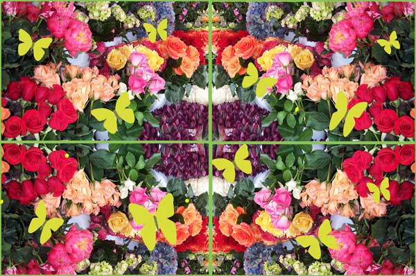 Butterflies and Flowers