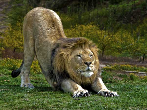 Stretching Lion