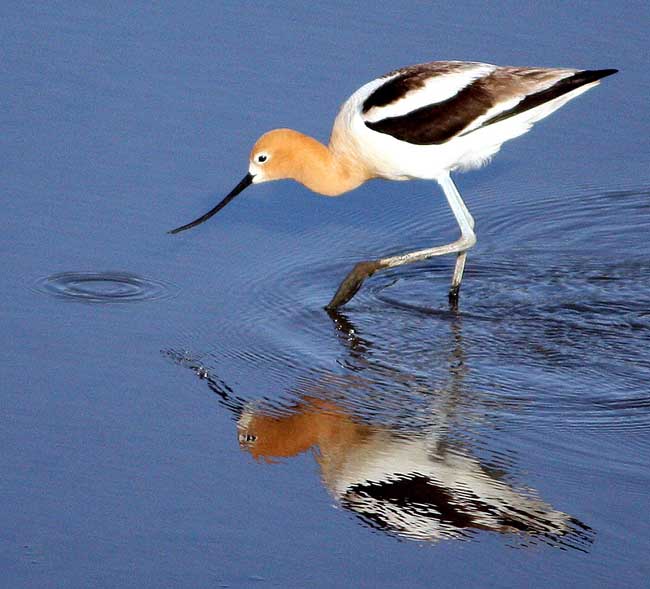 Crane in Water
