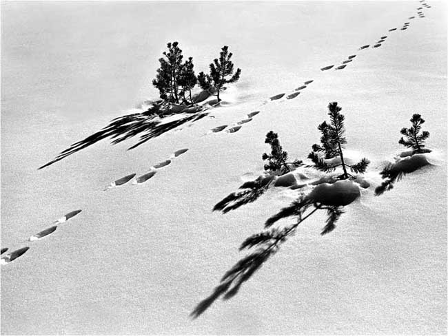 jackrabbit footprints in the sand