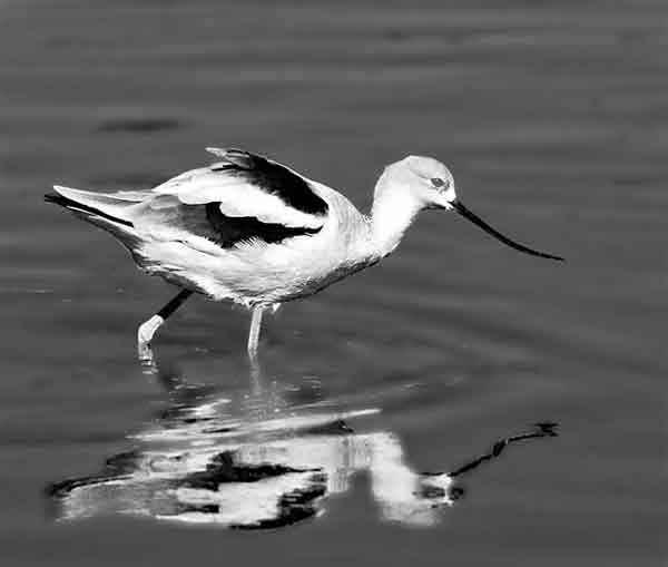 Avocet with reflection