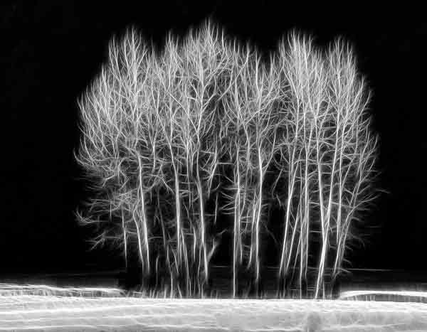 frozen trees