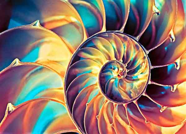 Nautilus shell with unusual colors