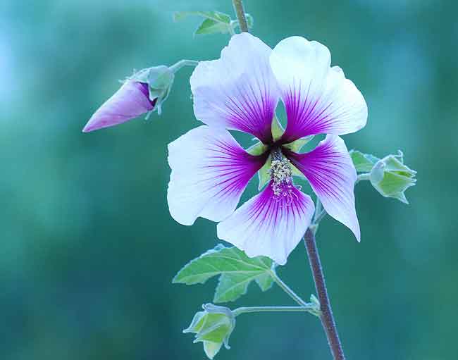 White hibiscus with purple center