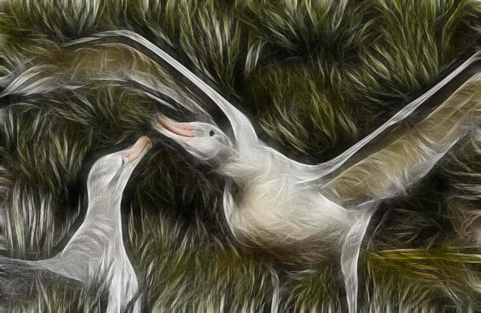Two Birds