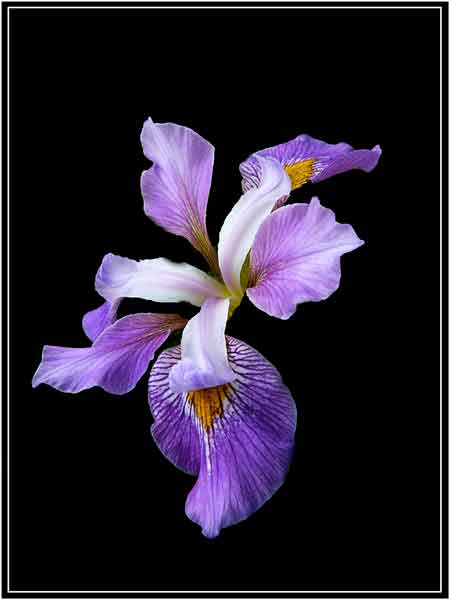 Purple iris on black background