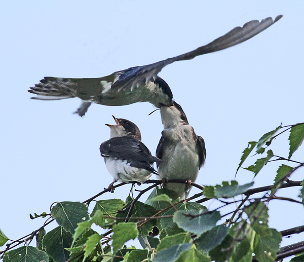 Mother bird inserting dinner in baby's mouth