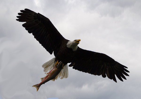Soaring eagle with salmon in claws