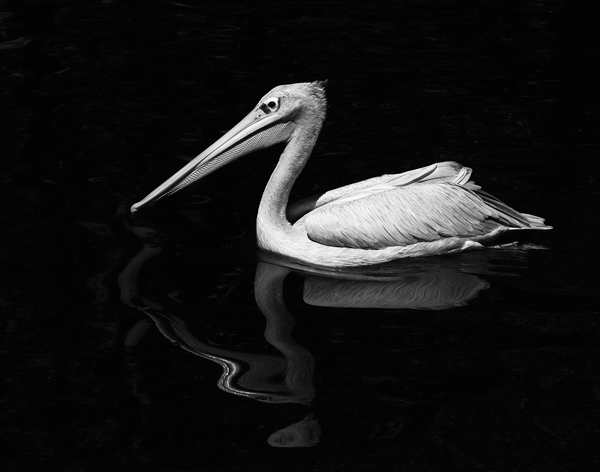 Pelican floating with reflection