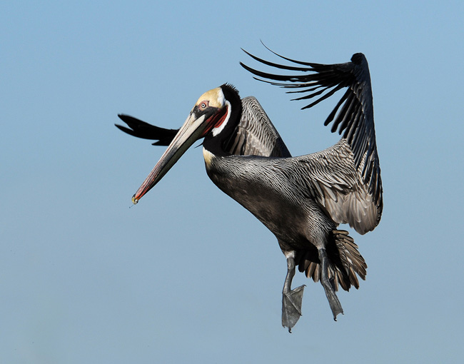 Pelican in Flight