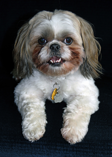 Adorable Small Dog
