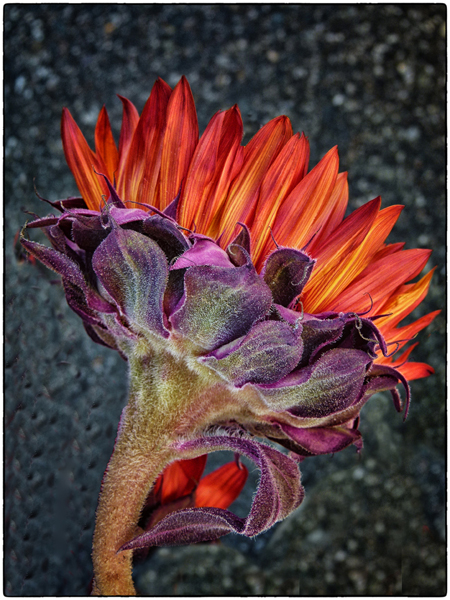 Beautiful Orange Flower
