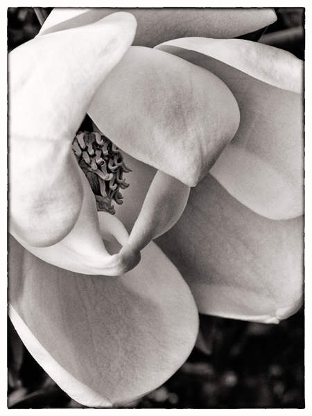 White Magnolia with Subtle Shading