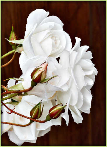 White roses and buds