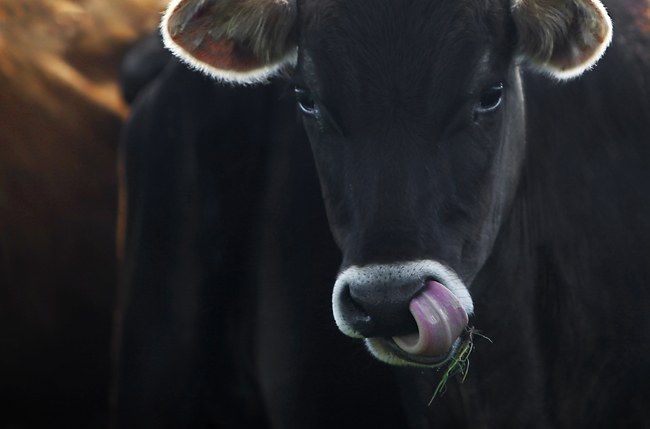 Black cow with pink tongue flicking nostrils