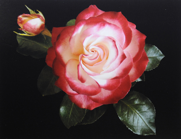 Red and White Rose on Black Background
