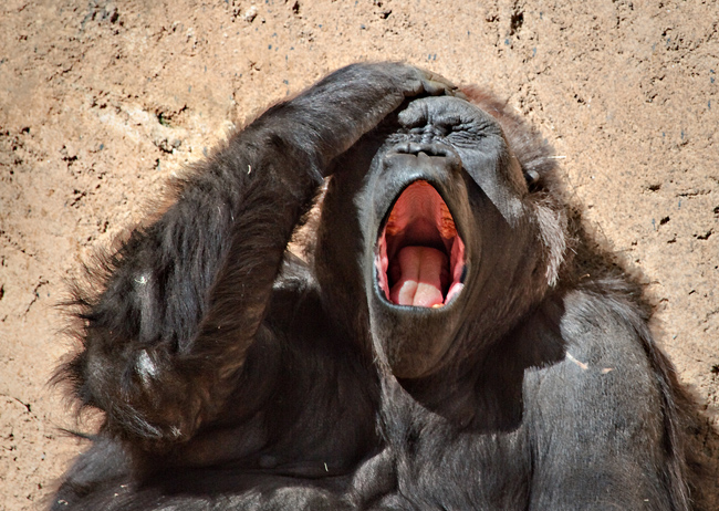 Gorilla in Comic  Agony