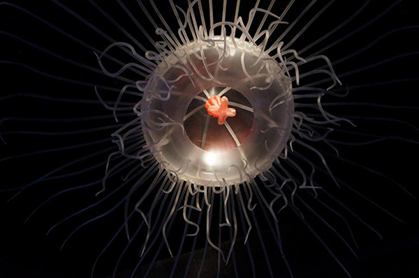 Glowing jellyfish on black background