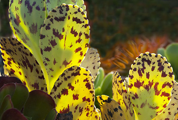 Glowing succulent leaves