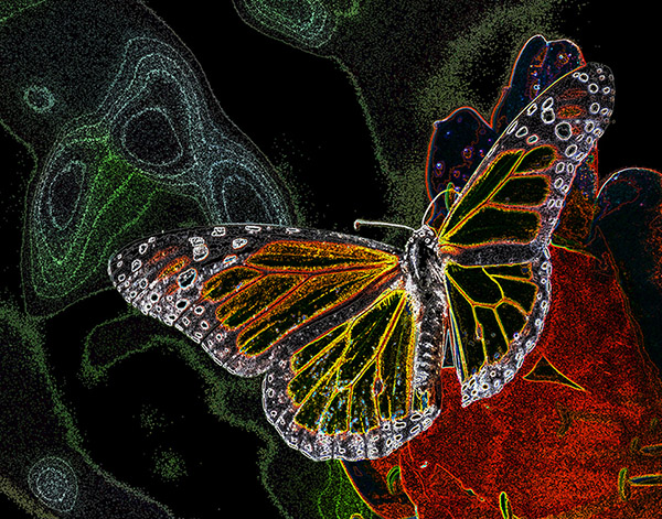 Surrealistic Butterfly