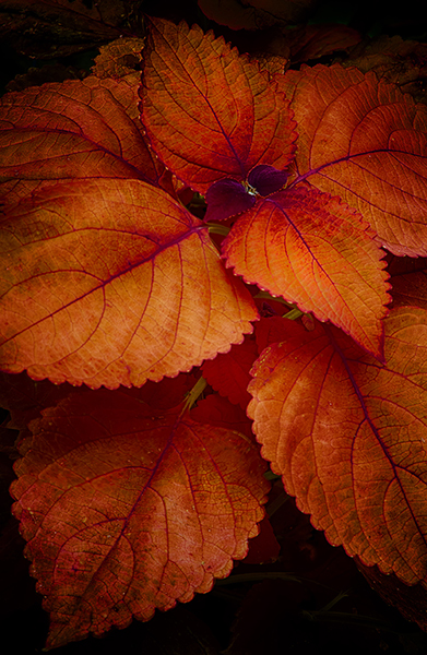 Orange Leaves with Dark Vignette