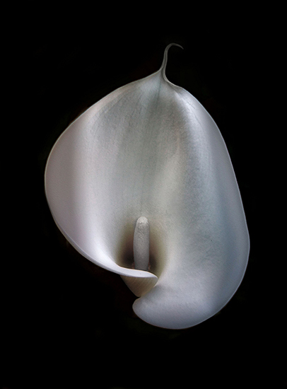 Beautiful Glowing Calla Lily