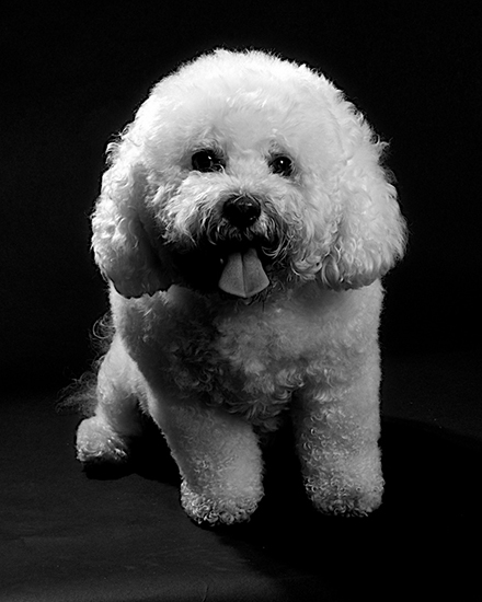 Portrait of an Adorable White Dog