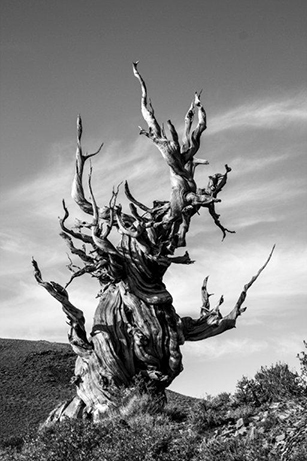 Bristlecone Pine