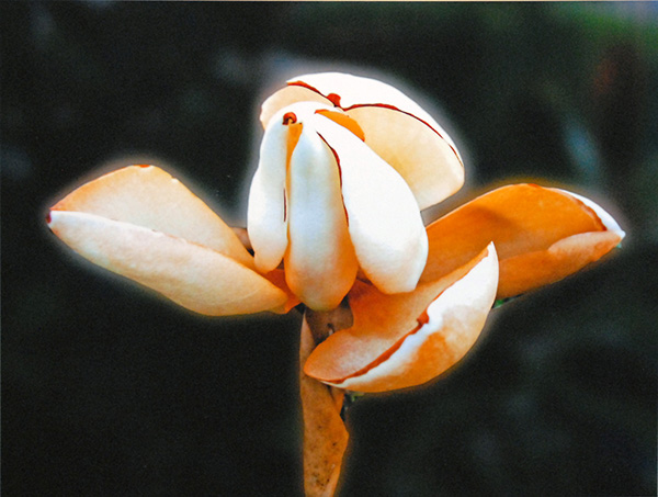 Magnolia Blossom