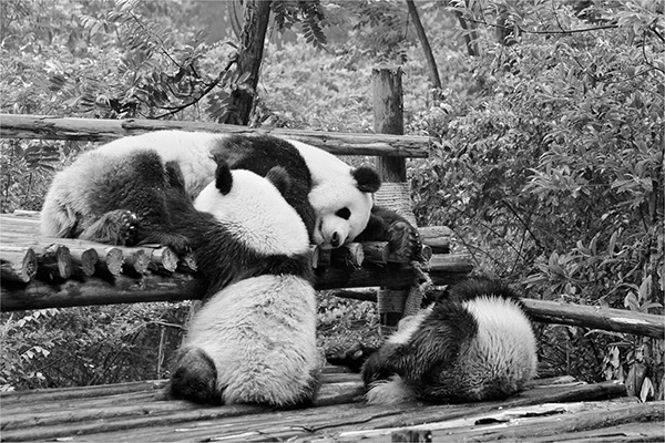 Pandas at rest