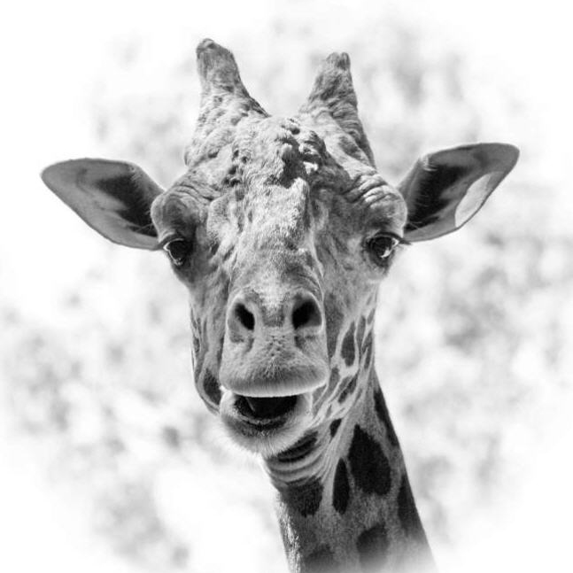 Head of a Giraffe