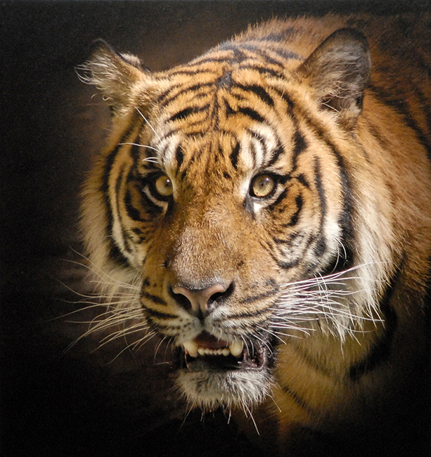 Head of a Fierce Tiger