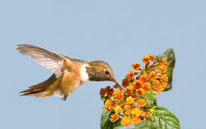 Allen's Hummingbird