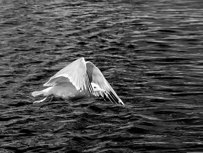 Determined sea gull flyig over the waves