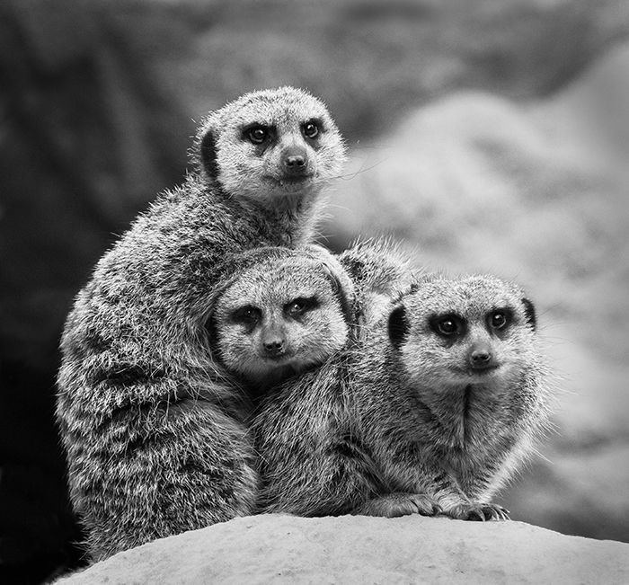 Three meerkats with wierd expressions