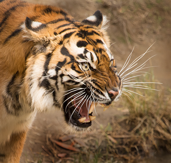Snarling Tiger