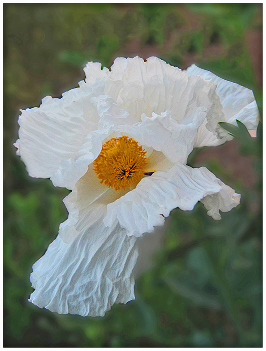 White Poppy