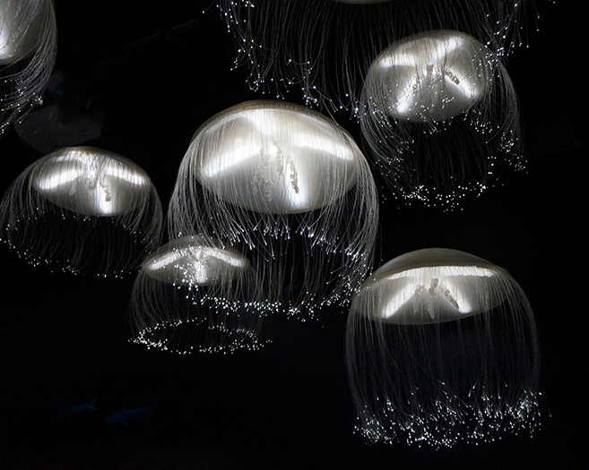 Group of jellyfish