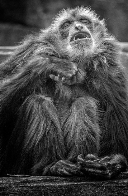 Ape wringing its hands and howling in distress