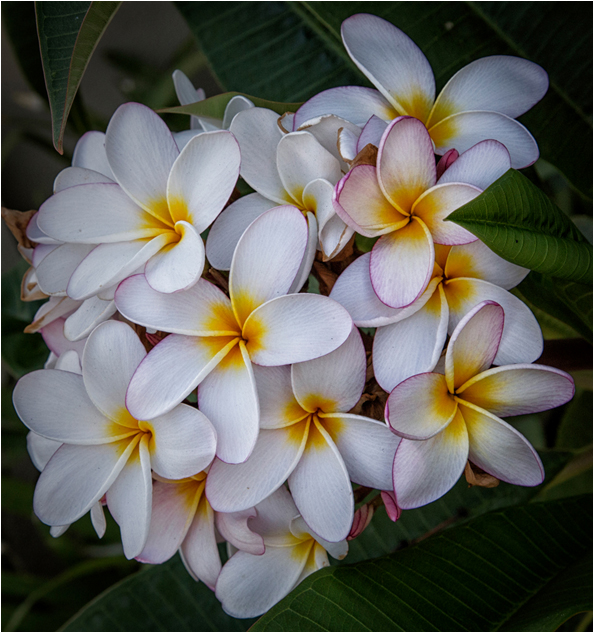 A cluster of white plumeria