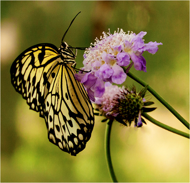 Butterfly Resting on Flower
