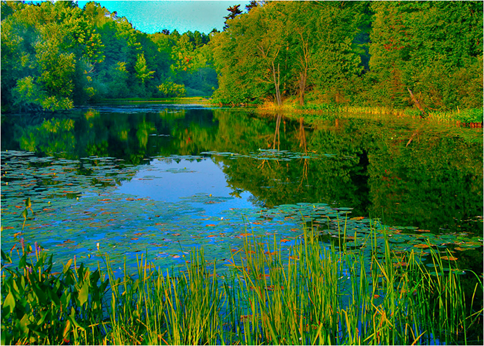 Green Trees Reflected in Blue Water