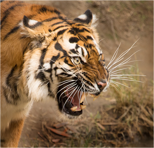 Snarling Tiger