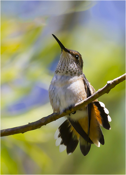 Rufous Hummingbird Sitting on a Tree Branch