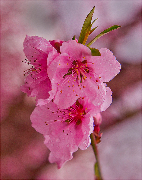 Pink Blossoms