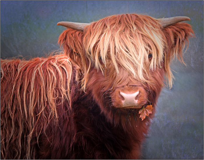 Cow with Shaggy Bangs Munching an Orange Leaf