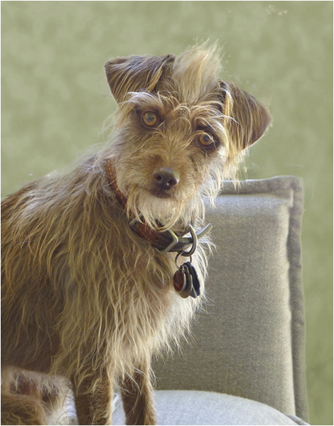 cute Terrier Looks Quizically at Camera