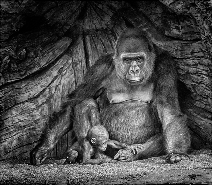 Mother gorilla fondly watching her baby play